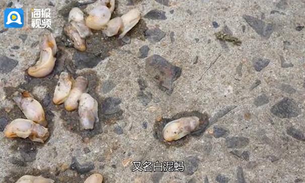 “海底蝗虫”入侵！网友：能靠吃解决吗？